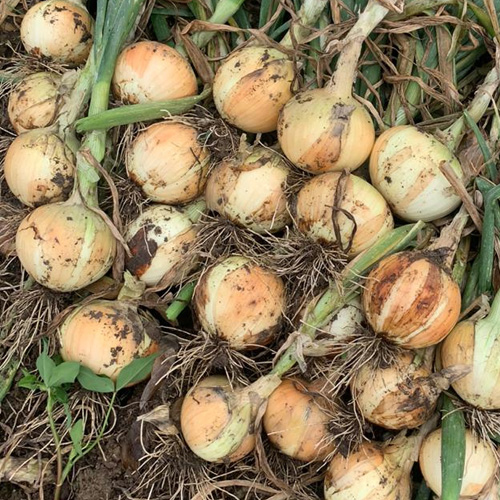 cebolla de bulbo talia